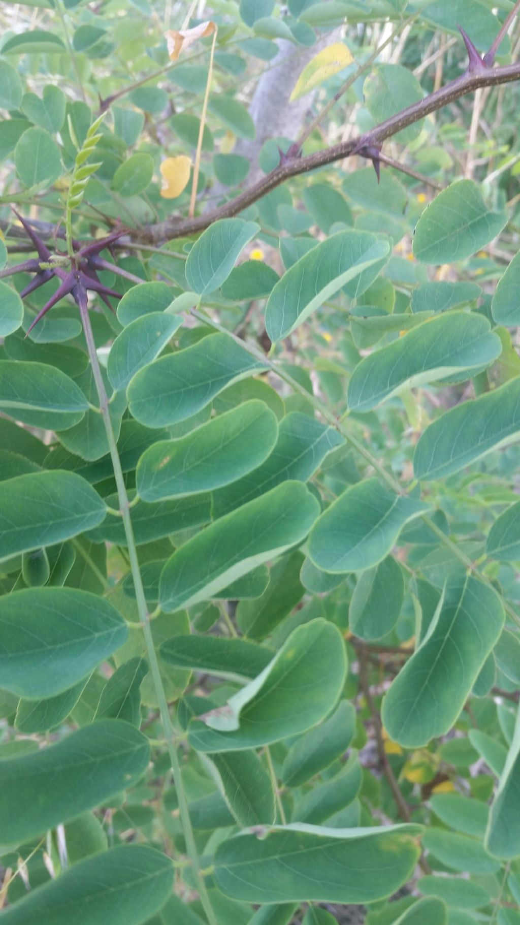 Acacia?   No, Robinia pseudoacacia (Fabaceae)